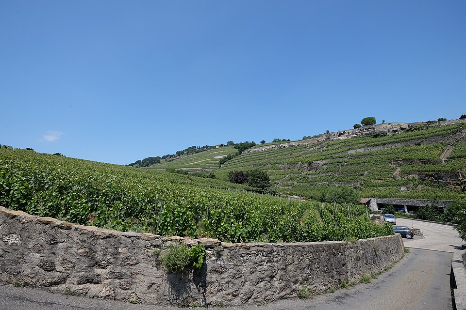 Les terrasses viticoles de Chardonne